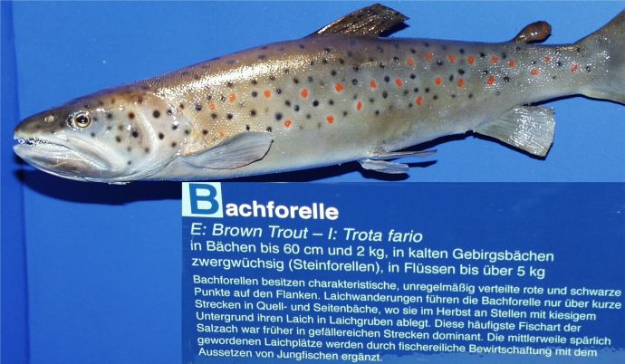 ../Images/005 Bachforelle 11022004.jpg